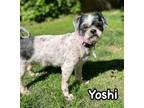 Adopt Yoshi a Japanese Chin