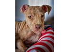 Adopt Boone a Pit Bull Terrier, Mixed Breed