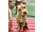 Adopt Boone a Mixed Breed