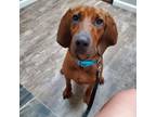 Adopt Sven a Bloodhound, Bluetick Coonhound