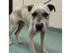 Adopt Goodie a Mixed Breed