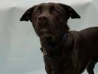 Adopt Munnin a Labrador Retriever, Cattle Dog