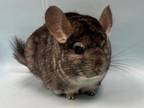 Adopt Chinchi a Chinchilla