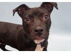 Adopt Dillon a Pit Bull Terrier, Mixed Breed