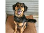 Adopt Charlie 4 a Australian Shepherd