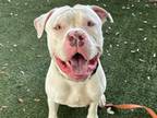 Adopt KAYCE a Pit Bull Terrier
