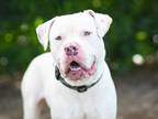 Adopt KAYCE a Pit Bull Terrier