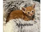 Adopt Alexander a Domestic Short Hair