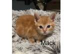 Adopt Mack a Domestic Short Hair