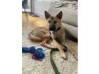 Adopt Albert a Jindo