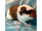 Adopt Spanky a Guinea Pig