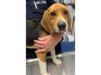 Adopt Linus a Beagle, Mixed Breed