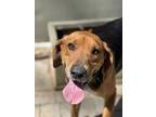 Adopt Chester a Hound, Mixed Breed