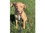 Adopt Gambit a Pit Bull Terrier, Mixed Breed