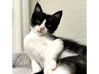 Adopt Hackberry a Domestic Short Hair