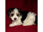 Maltipoo Puppy for sale in Interlochen, MI, USA