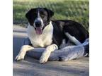 Adopt Travis Barker a Border Collie