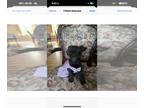 Schnauzer (Miniature) PUPPY FOR SALE ADN-781014 - CKC registered Miniature