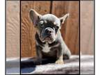 French Bulldog PUPPY FOR SALE ADN-781017 - AKC frenchie Fench Bulldog Puppy