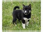 Shiba Inu PUPPY FOR SALE ADN-781020 - Shiba Inu puppy for sale