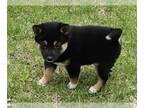 Shiba Inu PUPPY FOR SALE ADN-781022 - Shiba Inu puppy for sale