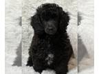 F2 Aussiedoodle PUPPY FOR SALE ADN-781024 - Mini Aussiedoodle sweet playful