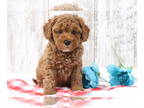Poodle (Miniature) PUPPY FOR SALE ADN-781029 - Edgar