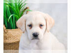 Labrador Retriever PUPPY FOR SALE ADN-781031 - Labrador Retriever Puppy