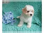 Cavalier King Charles Spaniel-Poodle (Toy) Mix PUPPY FOR SALE ADN-781040 -