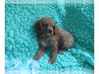 Cavalier King Charles Spaniel-Poodle (Toy) Mix PUPPY FOR SALE ADN-781042 -