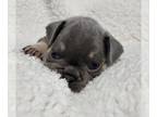 French Bulldog PUPPY FOR SALE ADN-781045 - Beautiful French bulldog litter