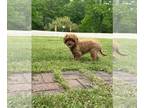Cavachon PUPPY FOR SALE ADN-781051 - Cavapoo beautiful playful and sweet