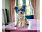 Biewer Terrier PUPPY FOR SALE ADN-781060 - Beautiful little Biewer Yorkie girl