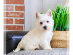 West Highland White Terrier PUPPY FOR SALE ADN-781068 - West Highland Terrier