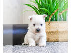 West Highland White Terrier PUPPY FOR SALE ADN-781069 - West Highland Terrier
