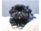 Shih Tzu PUPPY FOR SALE ADN-781070 - Shih Tzu Puppy