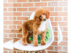 Poodle (Toy) PUPPY FOR SALE ADN-781083 - Miniature Poodle puppy