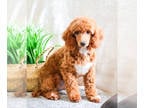 Poodle (Toy) PUPPY FOR SALE ADN-781085 - Miniature Poodle puppy