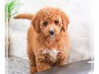 Goldendoodle PUPPY FOR SALE ADN-781087 - F1B Goldendoodle puppy