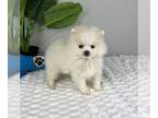 Pomeranian PUPPY FOR SALE ADN-781089 - TINY POMERANIAN