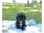 Aussiedoodle Miniature -Poodle (Toy) Mix PUPPY FOR SALE ADN-781092 - Ozzy