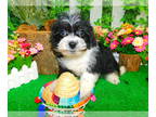 Shih Tzu PUPPY FOR SALE ADN-781100 - Chicago Toy Shihpoo Perfect For Mothers Day