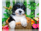 Shih Tzu PUPPY FOR SALE ADN-781100 - Chicago Toy Shihpoo Perfect For Mothers Day