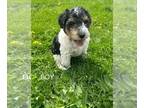 Wire Fox Terrier PUPPY FOR SALE ADN-781101 - Wire Hair Fox Terrier Puppies