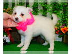 American Eskimo Dog PUPPY FOR SALE ADN-781102 - Amer Eskimo Type Perfect For