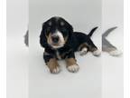 Dachshund PUPPY FOR SALE ADN-781103 - Mini Akc Dachshunds