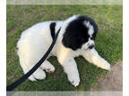 Newfoundland PUPPY FOR SALE ADN-781106 - Bess AKC Newfoundland Female Landseer