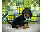 Dachshund PUPPY FOR SALE ADN-781110 - Mini dachshund