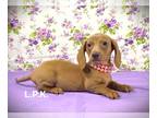 Dachshund PUPPY FOR SALE ADN-781111 - Mini dachshund