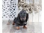 Dachshund PUPPY FOR SALE ADN-781113 - Riley